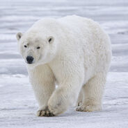 Polar Bear as Dartmouth