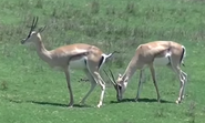 San Diego Zoo Safari Park Gazelles 2