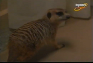 Meerkat