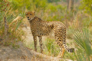 South African Cheetah in Botswana