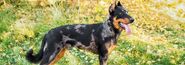 Beauceron-dog-breed-standing-outside-in-fall
