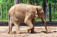 Bornean Elephant