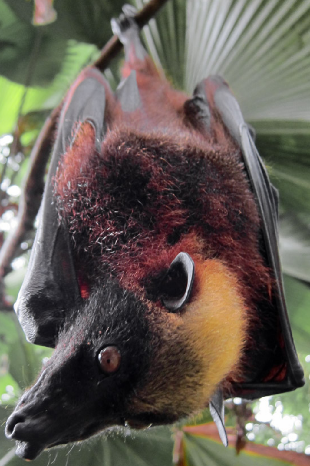 Giant Golden-Crowned Flying Fox | The Parody Wiki | Fandom