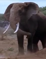 MATG African Bush Elephant.png (270 KB)