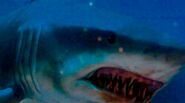 Mako Shark in Deep Blue Sea (1999)