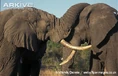 Mature-male-African-elephants-bonding.jpg (73 KB)