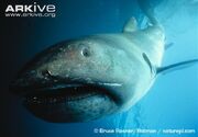 Megamouth Shark.jpg