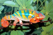 Panther Chameleon (V2).jpg