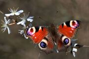 Peacock Butterfly.jpg