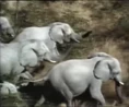 RWA African Elephants.png (1.08 MB)