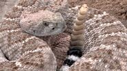 Rattlesnake (Crotalus atrox)