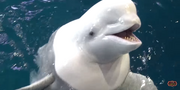 Shedd Aquarium Beluga
