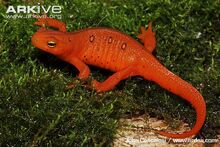 Terrestrial-red-eft-form-of-eastern-newt.jpg