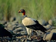 King Vulture as Lord Callan