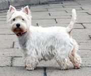 Westie.jpg