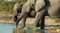 All Things Animals Elephants.png (2.63 MB)