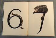 Animal Numbers (Bert Kitchen) (4)