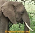 Another ElephantVoice.jpg (11 KB)