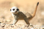 Baby meerkat