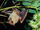 Common Blossom Bat