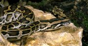 Biggest-Snakes -The-Indian-Python