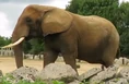Clochester Zoo Elephant.png (480 KB)