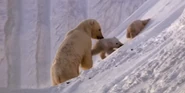 Earth 2009 Polar Bears.png (1.67 MB) Earth (2009)