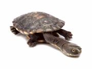 Eastern-Long-necked-Turtle.jpg