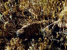 Gila-monster 548 600x450.jpg