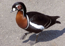 Goose, Red-Breasted.jpg