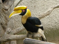 Hornbill, Great Indian.jpg