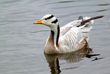 Large-Ba-Headed-Goose-water-bird-pictures.jpg