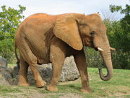 African Bush Elephant