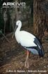 Oriental White Stork (Endangered)