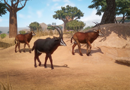 Sable-antelope-planet-zoo