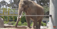 San Diego Zoo Indian Elephant
