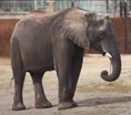 Sedgwick County Zoo Elephant.png (544 KB)