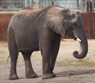 East African Bush Elephant as The Sea Turtle