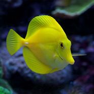 Yellow Tang as Bubbles