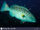 Yellowfin Grouper