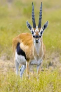 Thomson's Gazelle as Lapis Lazuli