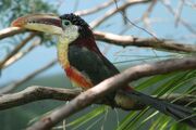 Aracari, curl-crested.jpg