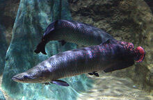 Arapaima 1 v2.jpg