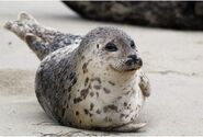 Harbor Seal (V2)