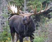 Moose, Eastern (V2)