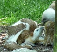 Griffon Vulture Chick as Vullaby