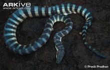 Sea snake, beaked.jpg