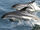 Atlantic White-Sided Dolphin