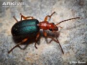 Beetle, Bombardier.jpg