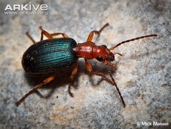 Beetle, Bombardier.jpg